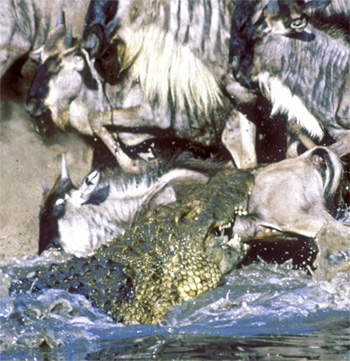 Image from  The Tides of Kirawira