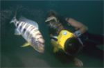 Filming emperor cichlid with babies - click to view detail