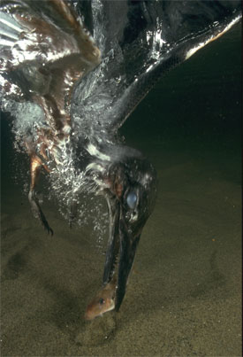 Giant kingfisher plunging for cichlid - click to go back