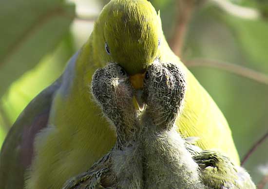 Green pigeon feeding chicks - click to go back