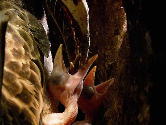 Female hornbill feeds chicks - click to go back