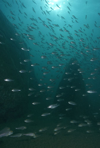 Shoaling cichlids - click to go back