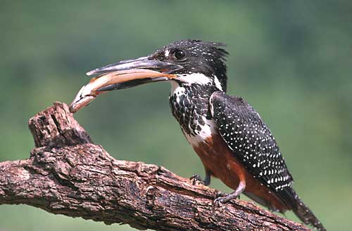 Giant kingfisher with cichlid - click to go back