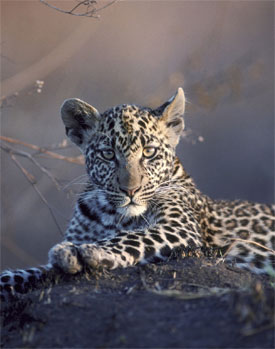 Image from Sunlight and Shadow