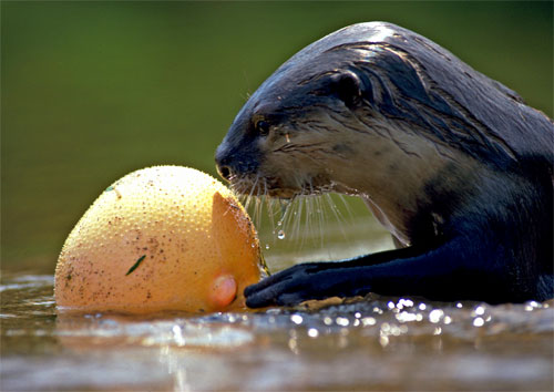 Otter with pufferfish - click to go back