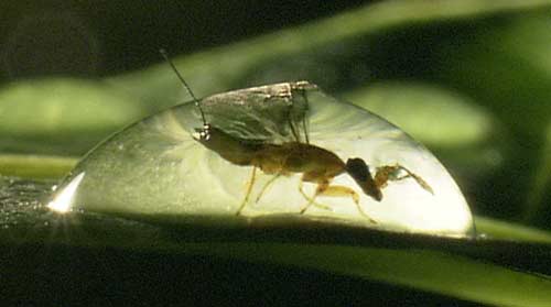 Fig wasp female in dew-drop - click to go back