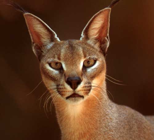 A caracal - click to go back