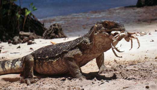 Monitor lizard eating crab - click to go back