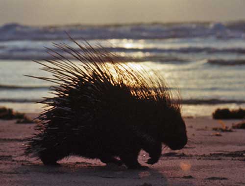 Porcupine - click to go back