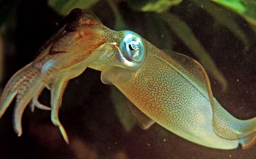Squid hunting in mangroves - click to go back