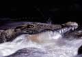 Crocodile fishing - click to view detail