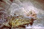 Croc breaking up part of a carcase - click to view detail