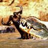  The Tides of Kirawira - click to view details