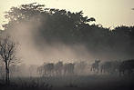Thirsty wildebeest heading for the Grumeti - click to view detail