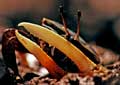 Fiddler crab - click to view detail