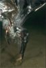 Giant kingfisher plunging for cichlid - click to view detail