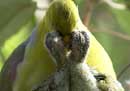Green pigeon feeding chicks - click to view detail