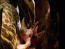 Female hornbill feeds chicks - click to view detail