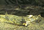 freshwater pufferfish attacking crab - click to view detail
