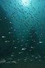 Shoaling cichlids - click to view detail