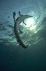 Crocodile in Lake Tanganyika - click to view detail