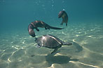 Spot necked otters playing with terrapin - click to view detail