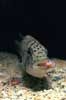 Cichlid brooding baby 'cuckoo' catfish - click to view detail