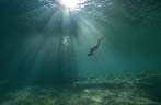 Cormorant diving in Lake Tanganyika - click to view detail