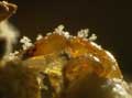 Male fig wasp mating - click to view detail