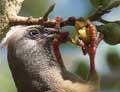 Mouse bird eating fig - click to view detail