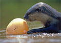  Otter with pufferfish - click to view detail