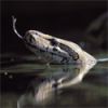 Python hunting in spring - click to view detail