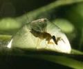 Fig wasp female in dew-drop - click to view detail