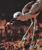 Crab plover feeding on crab - click to view detail