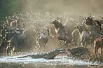 Crocs prefer to target calves - click to view detail