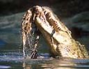 A croc with a lump of wildebeest - click to view detail