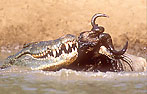 A croc dragging a wildebeest out to drown - click to view detail