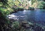 The extraordinary clear waters of Mzima - click to view detail