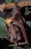 Fruit bat eating fig - click to view detail