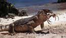 Monitor lizard eating crab - click to view detail