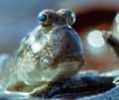 Mudskipper - click to view detail