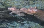 Mother hippo supporting baby on log - click to view detail