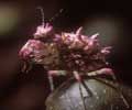 A pink flower mantis nymph - click to view detail