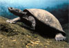 Terrapin - click to view detail