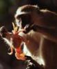 Vervet monkey eating ghost crab - click to view detail