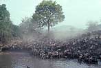 wildebeest drink at the Grumeti - click to view detail
