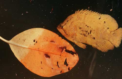 A triple tail fish mimicking a mangrove leaf - click to go back