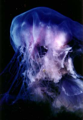 Image from Valley Beneath the Sea